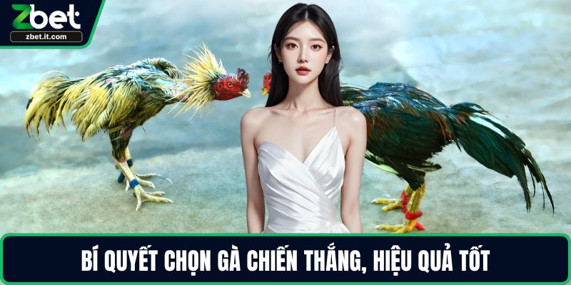 Bí quyết chọn gà chiến thắng, hiệu quả tốt