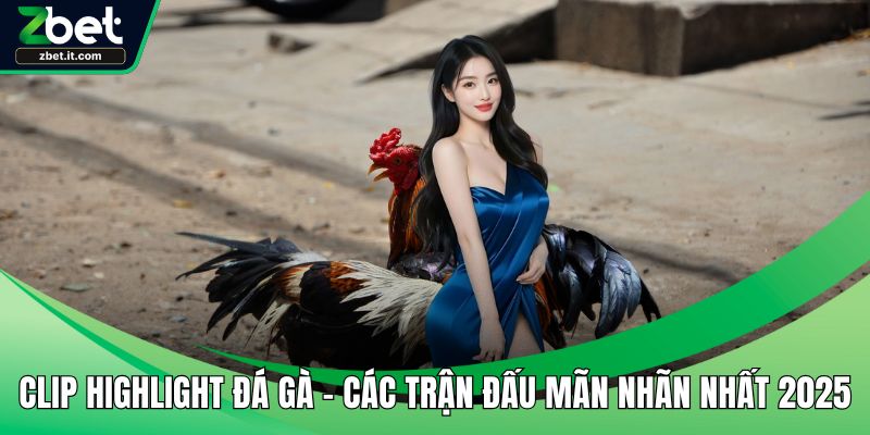 Clip highlight đá gà