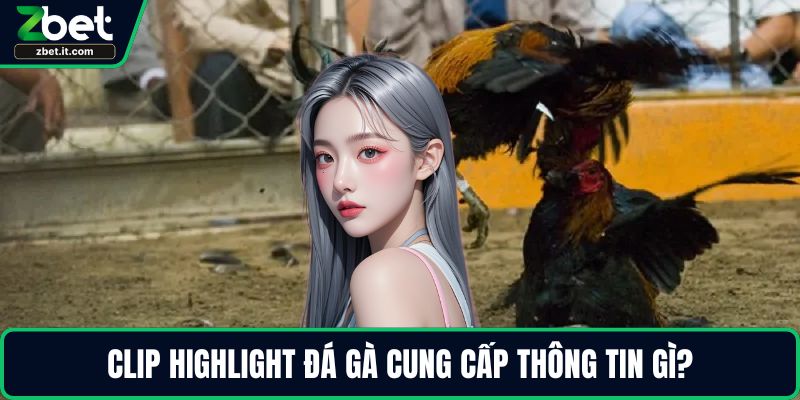 Clip highlight đá gà cung cấp thông tin gì?