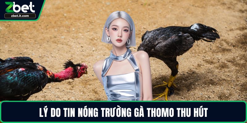 Lý do tin nóng trường gà Thomo thu hút
